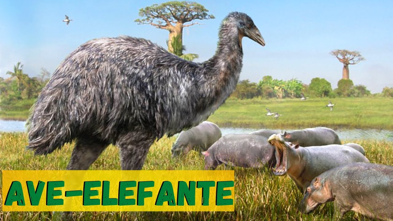 VOCÊ NÃO VAI ACREDITAR! A GIGANTE AVE-ELEFANTE! UM ANIMAL QUE VIVIA SOMENTE EM MADAGASCAR.