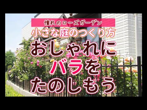 バラの花壇で庭をデザインする 植物
