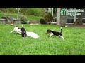 Beagle dogs for sale: Shelley - Video 1