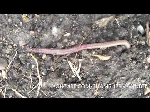 How fast does worms move.