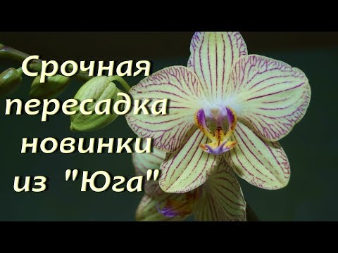 ФАЛЕНОПСИС Anthura Torino:ПЕРЕСАДКА.Орхидеи.
