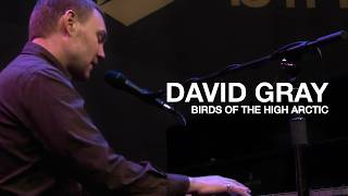 DAVID GRAY - Birds Of The High Arctic (Live)