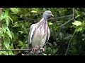Wood Pigeon - Birds in The Summer Rain 