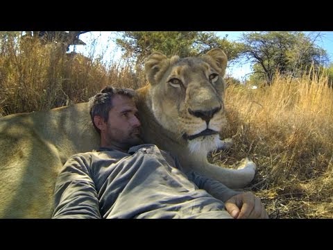 GoPro: Jsou lvi ohroženým druhem?