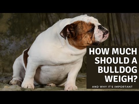 image-How much do male English bulldogs weigh?
