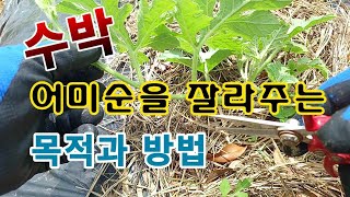[텃밭농부. 1,074]  수박의 어미순을 적심하는 목적과 방법 #수박적심 #수박재배