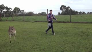 preview picture of video 'Australia #2 Kangaroos and Penguins - Phillip Island'