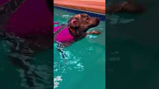 Video preview image #1 Plott Hound-Unknown Mix Puppy For Sale in Grafton, WI, USA