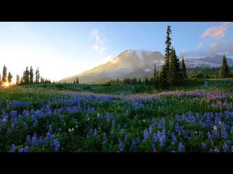 Video Wallpaper - Wild Flowers of Mount Rainier with Nature Sounds