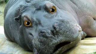 Singing Hipppopotamous Singing Animal Everything is Fresh Today by Jack Hodges