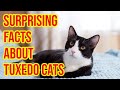 10 Surprising Facts About Tuxedo Cats