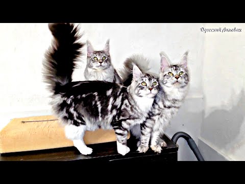 Solche Katzen habe ich noch nie gesehen. Maine Coon / Rezept für saftiges Grillfleisch