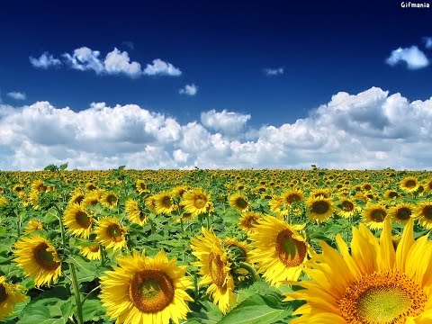 Spice - So Mi Like It Benny Page Remix Ft Sweetie Irie (Drum Bass) NO COPYRIGHT