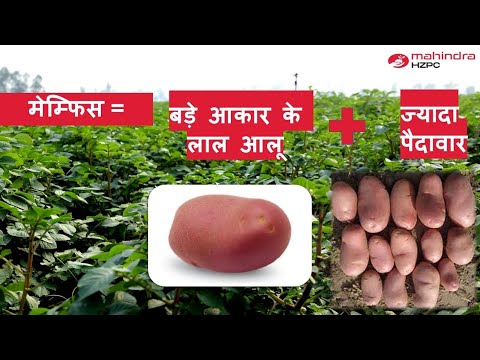 मेम्फिस= बड़े आकार के लाल आलू+ज्यादा पैदावार + बीमारियों से लड़ने की अधिक क्षमता #Memphis #redpotato