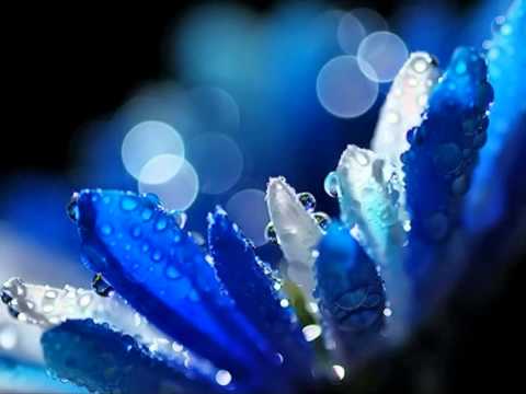 ビージーズ～奇跡のハプニング～ [ CC] (Bee Gees ~ Miracles Happen [ CC ])