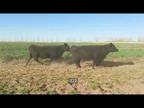 Lote 35 Vacas preñadas en Lavalle, Mendoza