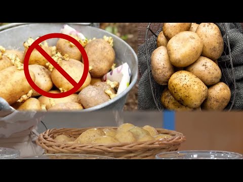 Si të ruajmë gjatë patatet në shportë dhe të shmangim mbirjen e tyre me një spërkatje