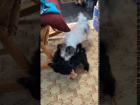 Cinnamon playing with mom