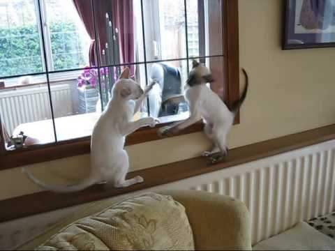 Tasha and Tammy Siamese Kittens boxing