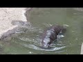 Pygmy Hippo Diving Underwater In HD Video Hippo Animals