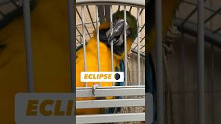 Viewing ECLIPSE from my Parrot Aviary in NY #bird #eclipse