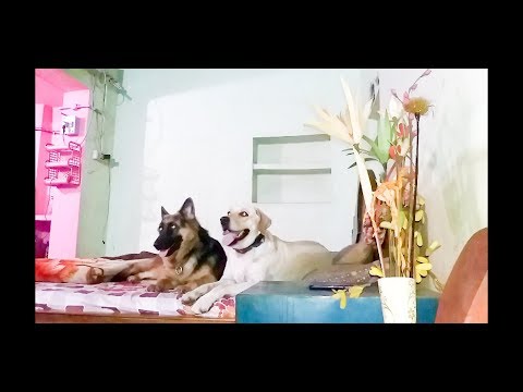 May and  my dogs  ​​is having fun on my bed..