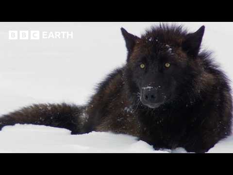 The Remarkable Wildlife of Yellowstone | BBC Earth