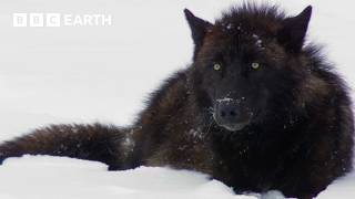 The Remarkable Wildlife of Yellowstone | BBC Earth