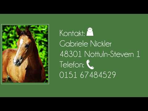 Hengst von Diamond Deluxe