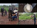 WE HAD TO EXTRACT THE MILK IN THE RAIN Routine In The Countryside