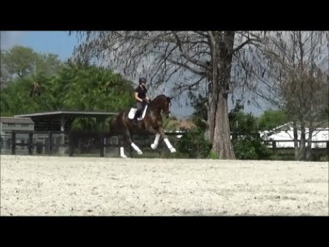 Sold: Quantico (Quantensprung x Fidertanz) 2014 FEI 5 Year Old