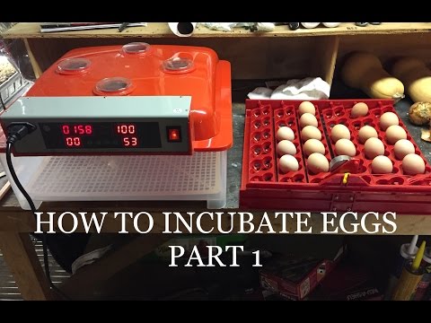 How to incubate chicken eggs step by step