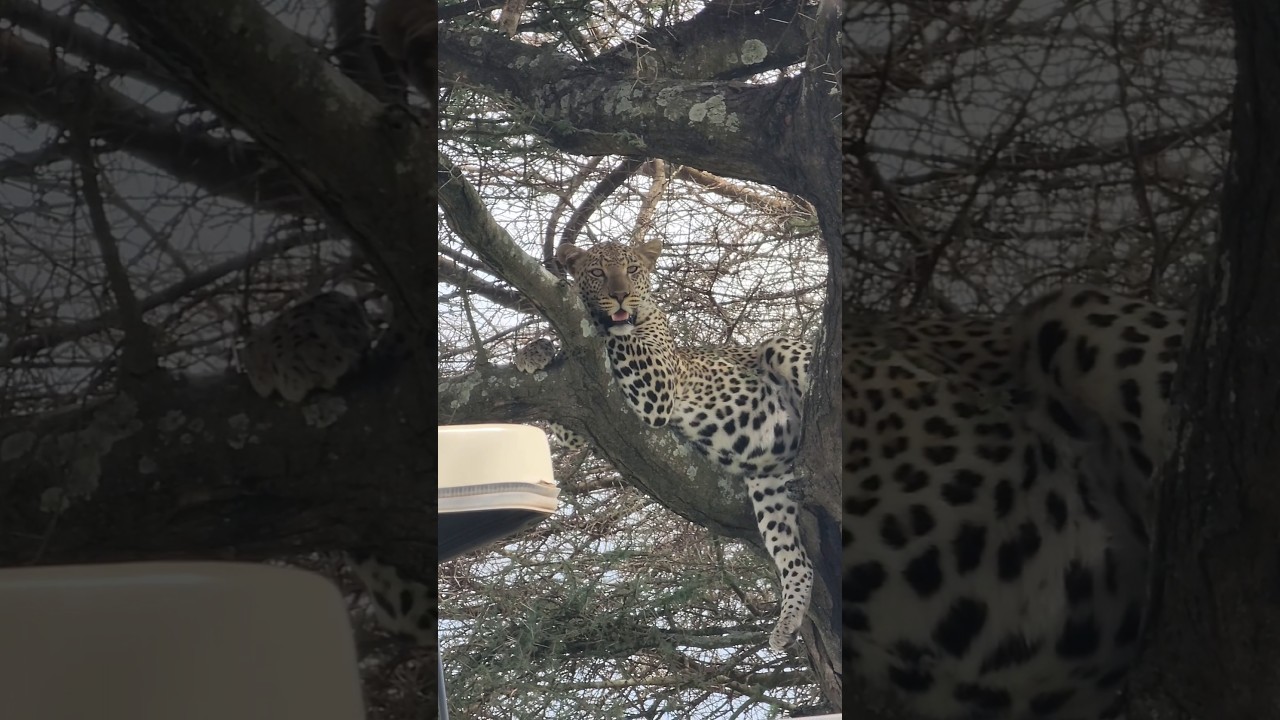 Leopard on the tree