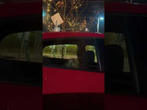 Beautiful Dog  Sitting in the Car Ottawa Canada 🍁 🇨🇦