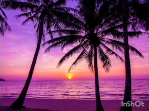 Slideshow of Palm Trees in front of a sunset 