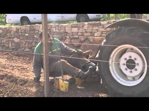 Passion Südtirol - Weinreben setzen mit Elisabeth Pföstl