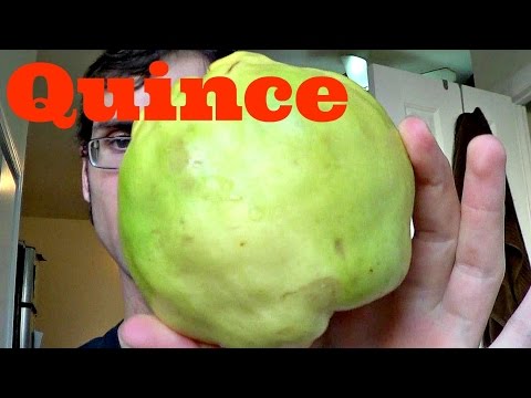 Quince Review (+Quince cheese recipe) Weird Fruit Explorer Ep. 122