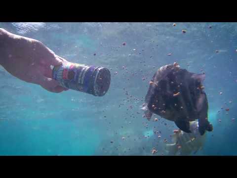 JBL Expedition Indischer Ozean 2018 - Fressen Riffbewohner in freier Wildbahn Aquarienfischfutter?