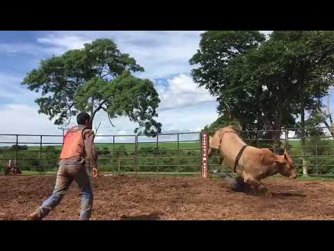 Treino em touros RANCHO BM BULLS TOURO TIAO JIBOIA COWBOY VINICIOS WEBBER