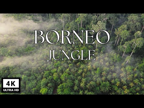 Borneo Jungle 4K - Amazing Tropical Rainforest In Asia | Scenic Relaxation  with Calming Music