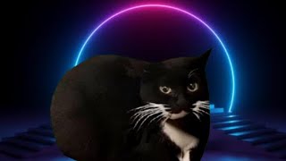 Cover art for Maxwell Cat Drip