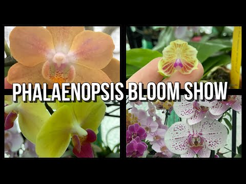 Phalaenopsis Bloom Show!