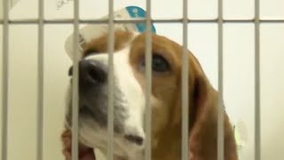The Southwest Missouri Humane Society in Springfield seeks donations on Giving Tuesday