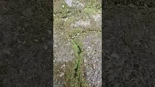 Download lagu Please like follow #shortsfeed #shortvideo #mobilegame #youtubevideos #youtubeshorts #youtubesearch mp3 Download lagu Please like follow #shortsfeed #shortvideo #mobilegame #youtubevideos #youtubeshorts #youtubesearch mp3