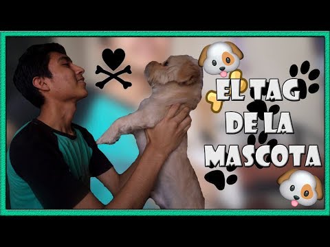 El Tag de la Mascota / Mi perro me odia - Juandiego Stam