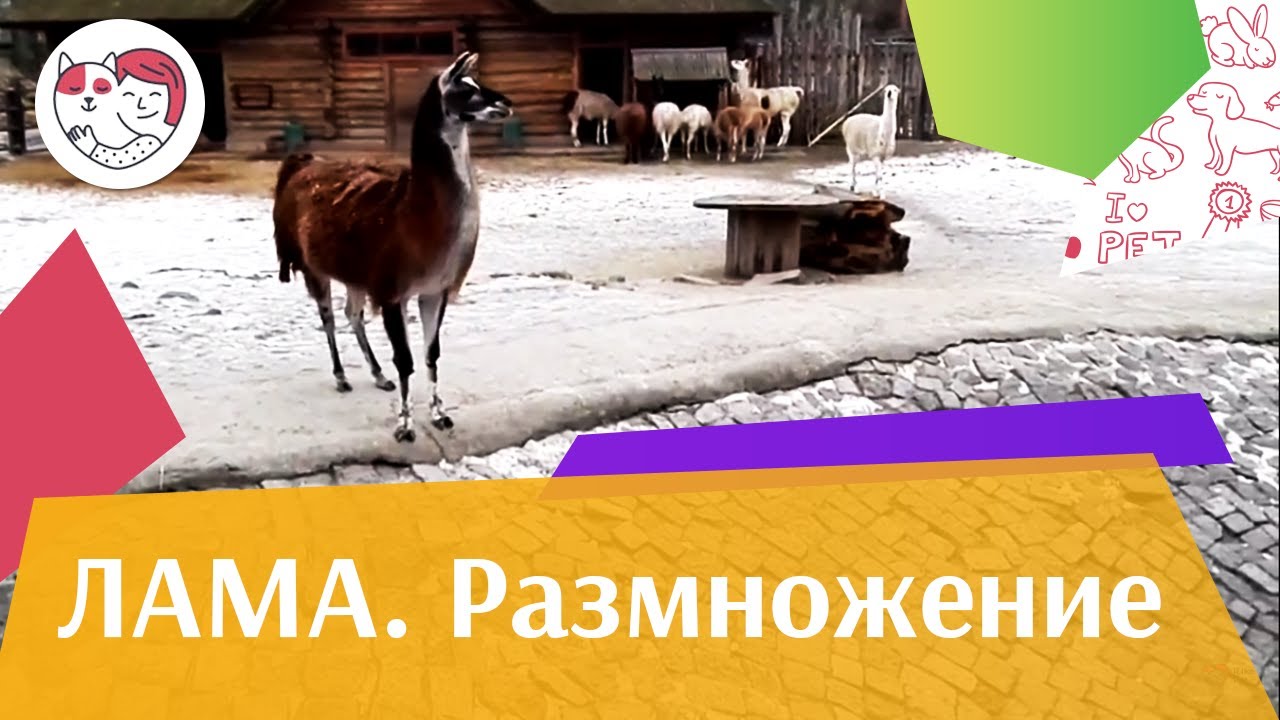Лама Размножение на ilikepet