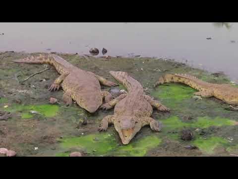 [ Joy in West Africa ] I saw nile crocodiles in Yamoussoukro