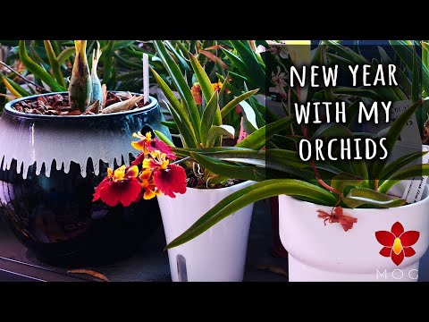 Water Orchids with me! - Happy New Year!