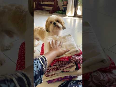 Bayandhaangooli 😀😀😀😀 #shorts #minivlog