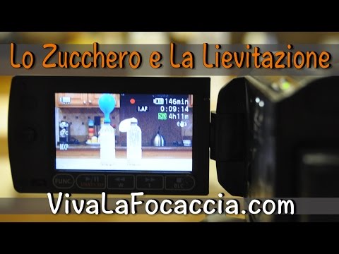 Parassita in caviale di una picca Lyambliya a sintomi di terrier di Yorkshire